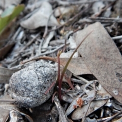 Caleana minor (Small Duck Orchid) at Point 49 - 25 Sep 2017 by CathB