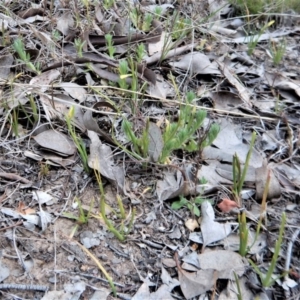 Diuris chryseopsis at Belconnen, ACT - suppressed