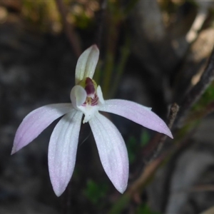 Caladenia fuscata at Point 5827 - suppressed