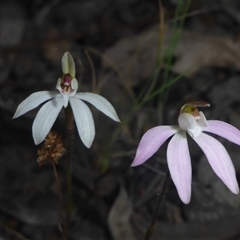 Caladenia fuscata at Point 5827 - suppressed