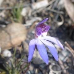 Cyanicula caerulea (Blue Fingers, Blue Fairies) at Point 5827 - 20 Sep 2017 by JanetRussell