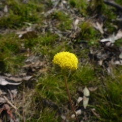 Craspedia variabilis (Common Billy Buttons) at Bruce Ridge to Gossan Hill - 19 Sep 2017 by JanetRussell