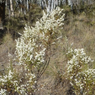 Olearia microphylla (Olearia) at Bruce, ACT - 26 Sep 2017 by RWPurdie