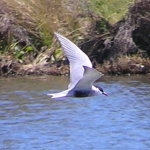 Chlidonias hybrida at Coombs, ACT - 26 Sep 2017