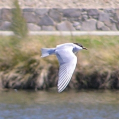 Chlidonias hybrida at Coombs, ACT - 26 Sep 2017