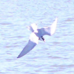 Chlidonias hybrida at Coombs, ACT - 26 Sep 2017