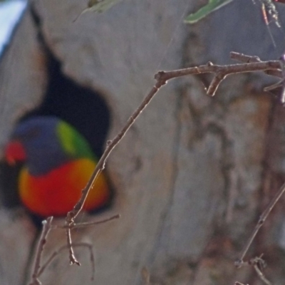 Trichoglossus moluccanus (Rainbow Lorikeet) at Farrer Ridge - 24 Sep 2017 by galah681