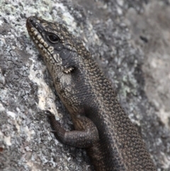 Egernia saxatilis (Black Rock Skink) at Paddys River, ACT - 25 Sep 2017 by HarveyPerkins