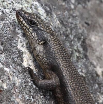 Egernia saxatilis (Black Rock Skink) at Paddys River, ACT - 25 Sep 2017 by HarveyPerkins