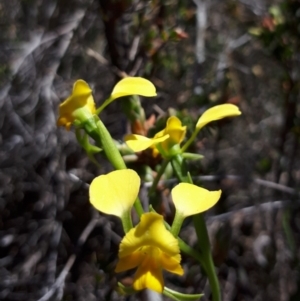 Diuris pardina at Murrumbateman, NSW - 26 Sep 2017