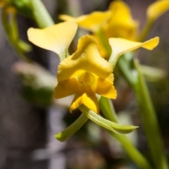 Diuris pardina at Murrumbateman, NSW - 26 Sep 2017