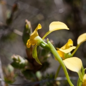 Diuris pardina at Murrumbateman, NSW - 26 Sep 2017