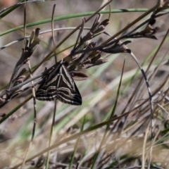 Dichromodes confluaria at Murrumbateman, NSW - 26 Sep 2017