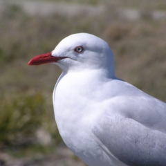 Chroicocephalus novaehollandiae (Silver Gull) at Coombs Ponds - 26 Sep 2017 by MatthewFrawley