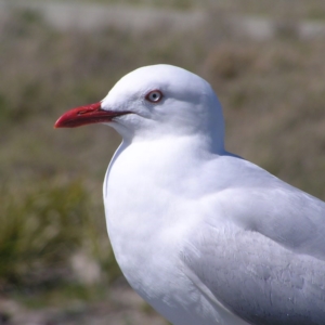 Chroicocephalus novaehollandiae at Weston, ACT - 26 Sep 2017