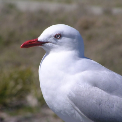 Chroicocephalus novaehollandiae (Silver Gull) at Weston, ACT - 26 Sep 2017 by MatthewFrawley