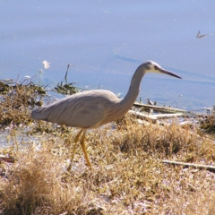 Egretta novaehollandiae (White-faced Heron) at Fyshwick, ACT - 26 Sep 2017 by MatthewFrawley