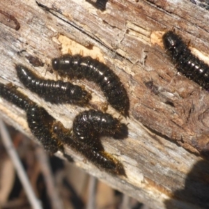 Tenebrionidae (family) at Bruce, ACT - 20 Sep 2017