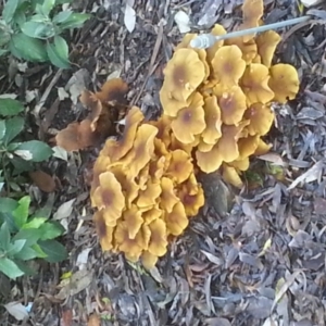 Armillaria luteobubalina at Acton, ACT - 25 Jun 2017 03:24 PM