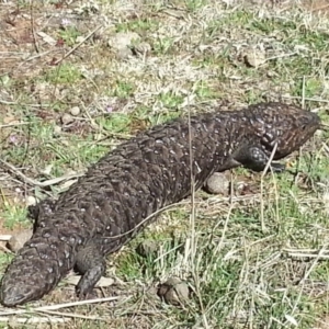 Tiliqua rugosa at Hackett, ACT - 17 Sep 2017