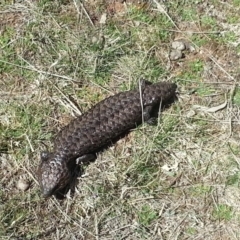 Tiliqua rugosa at Hackett, ACT - 17 Sep 2017