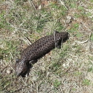 Tiliqua rugosa at Hackett, ACT - 17 Sep 2017