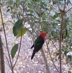Alisterus scapularis (Australian King-Parrot) at Dickson, ACT - 31 May 2017 by MAX