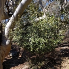 Olea europaea subsp. cuspidata (African Olive) at Canberra Central, ACT - 26 Sep 2017 by WalterEgo