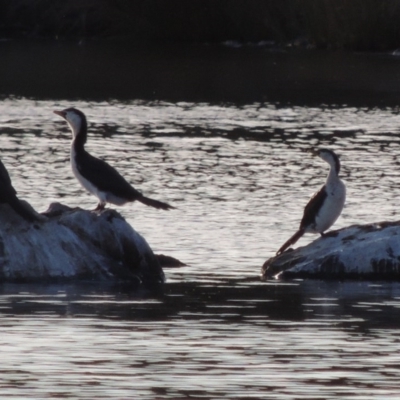 Microcarbo melanoleucos (Little Pied Cormorant) at Greenway, ACT - 22 Sep 2017 by michaelb