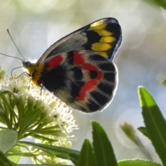 Delias harpalyce (Imperial Jezebel) at Acton, ACT - 25 Sep 2017 by Christine