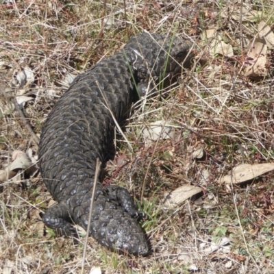 Tiliqua rugosa (Shingleback Lizard) at Majura, ACT - 25 Sep 2017 by Christine