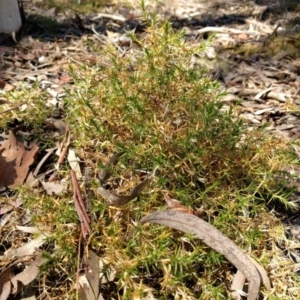 Stellaria pungens at Hackett, ACT - 26 Sep 2017 01:29 PM