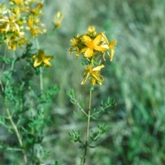 Hypericum perforatum (St John's Wort) at Conder, ACT - 8 Dec 2000 by MichaelBedingfield