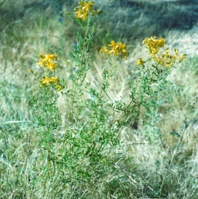 Hypericum perforatum (St John's Wort) at Tharwa, ACT - 10 Dec 2005 by michaelb