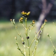 Hypericum perforatum (St John's Wort) at Tuggeranong Hill - 9 Nov 2005 by michaelb