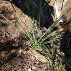 Lomandra longifolia (Spiny-headed Mat-rush, Honey Reed) at Hackett, ACT - 26 Sep 2017 by WalterEgo