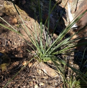 Lomandra longifolia at Hackett, ACT - 26 Sep 2017 01:35 PM