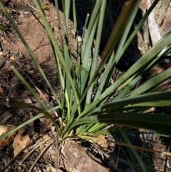 Lomandra longifolia at Hackett, ACT - 26 Sep 2017 01:35 PM