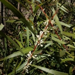 Hakea eriantha (Tree Hakea) at Canberra Central, ACT - 26 Sep 2017 by WalterEgo