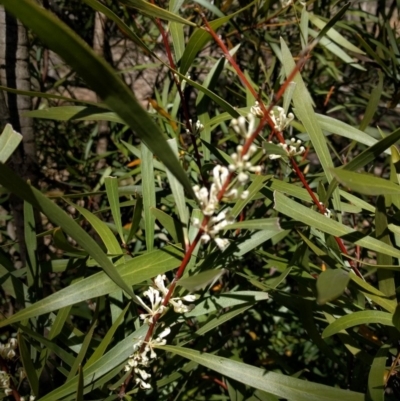 Hakea eriantha (Tree Hakea) at Canberra Central, ACT - 26 Sep 2017 by WalterEgo