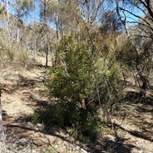 Hakea eriantha at Canberra Central, ACT - 26 Sep 2017