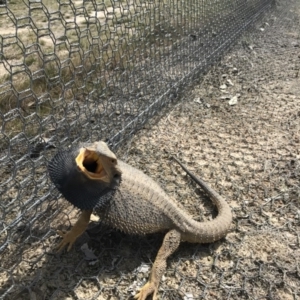 Pogona barbata at Goorooyarroo NR (ACT) - suppressed