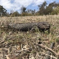 Tiliqua rugosa (Shingleback Lizard) at Gungahlin, ACT - 27 Sep 2017 by JasonC