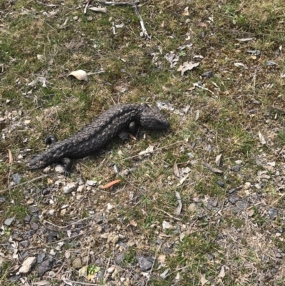 Tiliqua rugosa (Shingleback Lizard) at Gungahlin, ACT - 27 Sep 2017 by JasonC