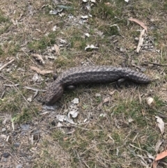 Tiliqua rugosa (Shingleback Lizard) at Gungahlin, ACT - 27 Sep 2017 by JasonC