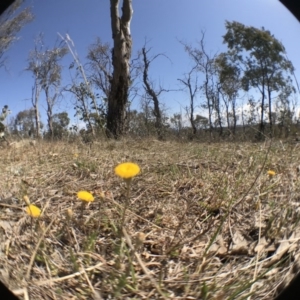 Leptorhynchos sp. at Goorooyarroo NR (ACT) - 27 Sep 2017