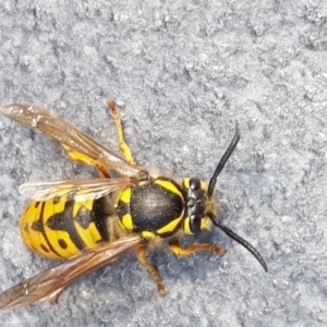 Vespula germanica at Barton, ACT - 27 Sep 2017