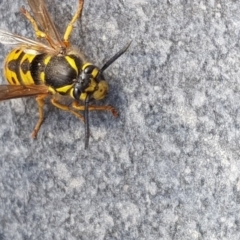 Vespula germanica at Barton, ACT - 27 Sep 2017