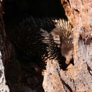 Tachyglossus aculeatus at Canberra Central, ACT - 27 Sep 2017 10:28 AM