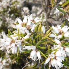 Lissanthe strigosa subsp. subulata (Peach Heath) at Stromlo, ACT - 27 Sep 2017 by JanetRussell